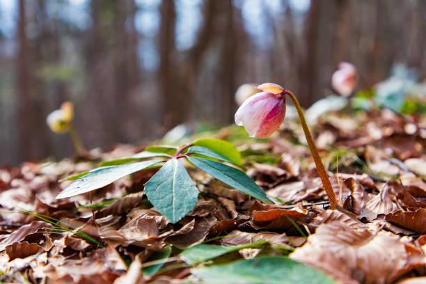 I was looking for the last snow. Some amazing panoramas and flowers