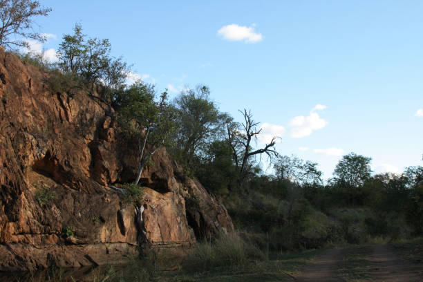 istock Afrikanischer Busch / African Bush / 2205349115