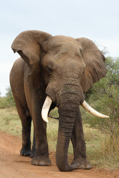 istock Afrikanischer Elefant / African elephant / Loxodonta africana 2205349165