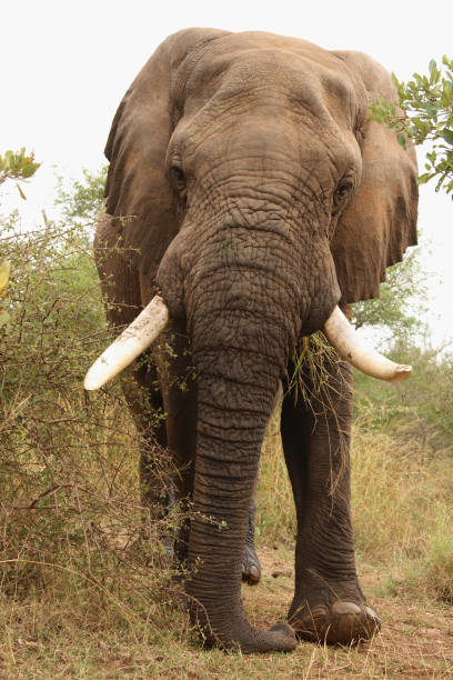 istock Afrikanischer Elefant / African elephant / Loxodonta africana 2205349188