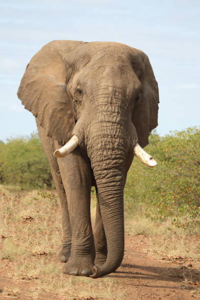 istock Afrikanischer Elefant / African elephant / Loxodonta africana 2205349580