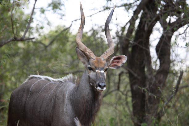 istock Nyala / Nyala / Tragelaphus angasii 2205349584