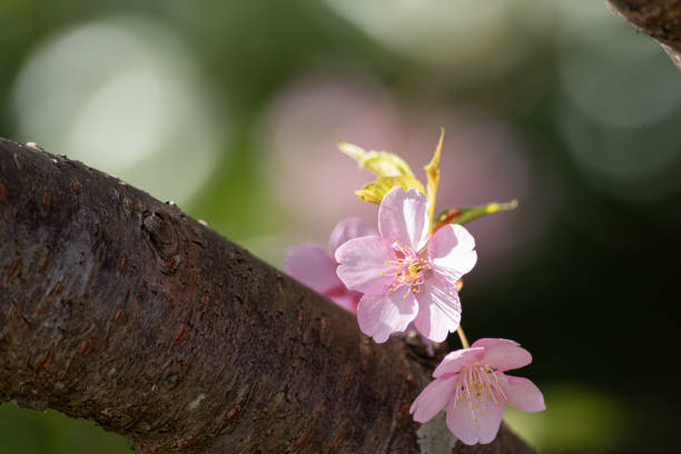 Early-blooming Kawazu cherry blossoms in full bloom