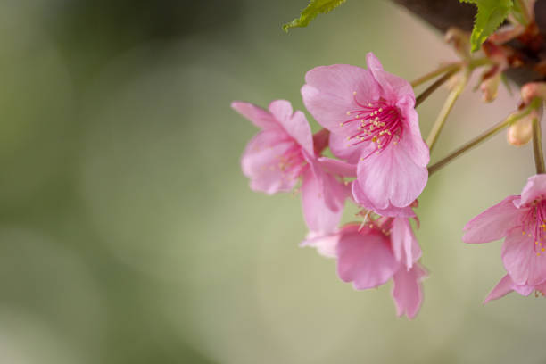 Early-blooming Kawazu cherry blossoms in full bloom