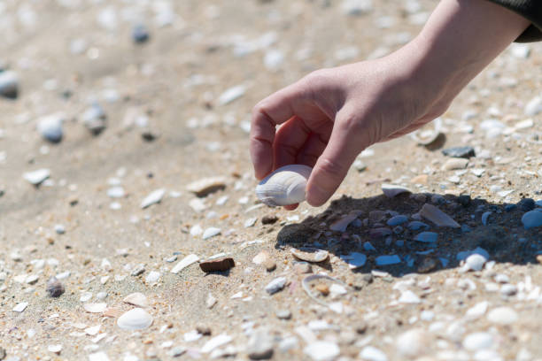 A person collecting seashells