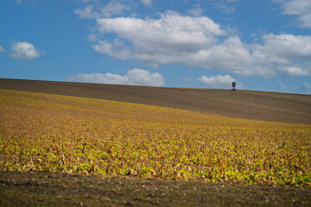 A vast field under a blue sky with scattered clouds. A hunting blind stands on the horizon, overlooking the landscape. The field shows signs of recent cultivation.