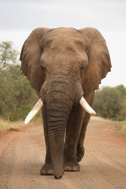 istock Afrikanischer Elefant / African elephant / Loxodonta africana 2205350362
