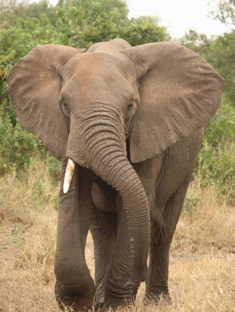 istock Afrikanischer Elefant / African elephant / Loxodonta africana 2205350370