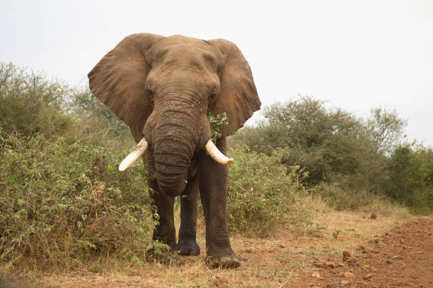 istock Afrikanischer Elefant / African elephant / Loxodonta africana 2205350376