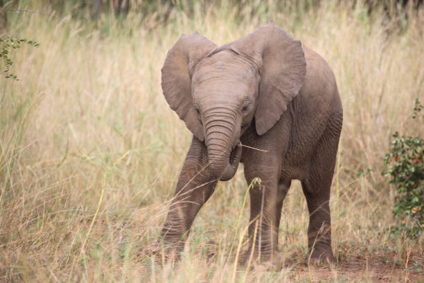 istock Afrikanischer Elefant / African elephant / Loxodonta africana 2205350406