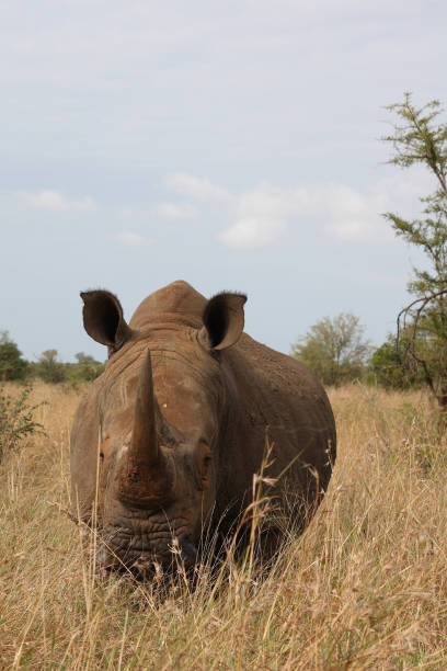 istock Breitmaulnashorn / Square-lipped Rhinoceros 2205351470