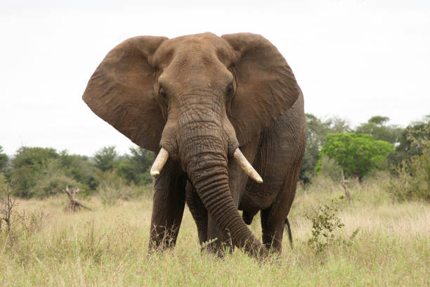 istock Afrikanischer Elefant / African elephant / Loxodonta africana 2205351585