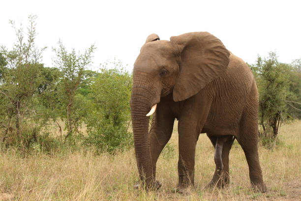 Afrikanischer Elefant / African elephant / Loxodonta africana
