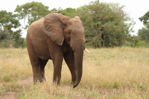 istock Afrikanischer Elefant / African elephant / Loxodonta africana 2205351863