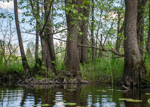 istock landscape with old tree trunks in the water, abstract reflections in the water 2205352090