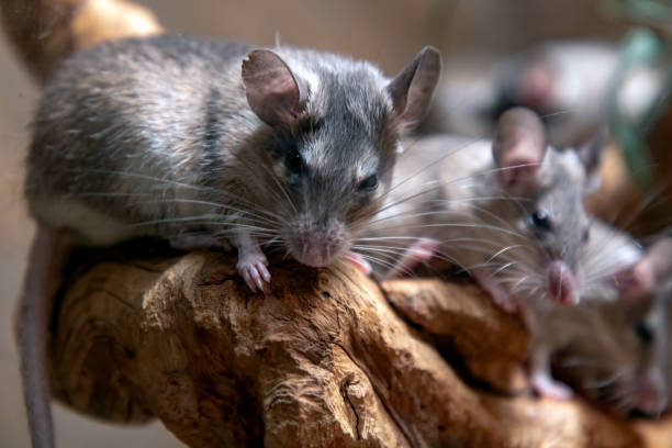 istock Group of Turkish spiny mouse - ACOMYS CILICICUS 2205356459