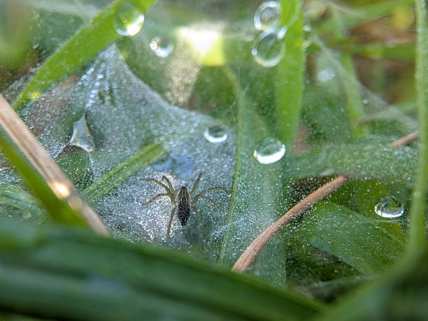 Morning Hunt: Spider and Dew in Natural Habitat