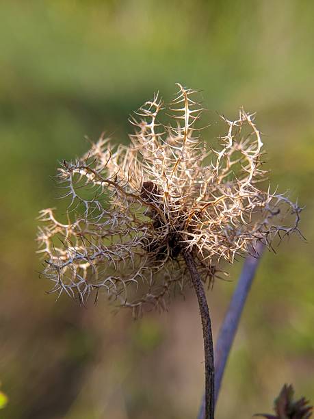 istock Daucus Carota Seed Head: Natural Beauty Close-Up 2205358843
