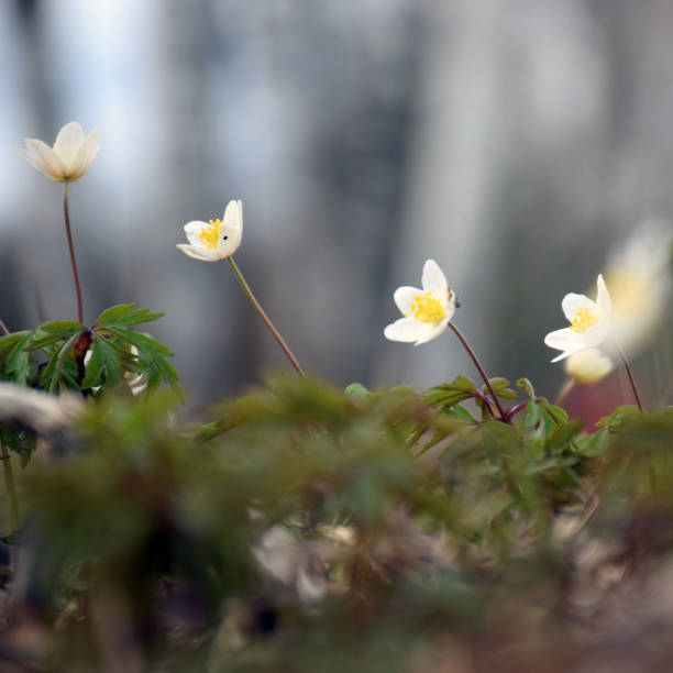 istock fragments of the first spring plant 2205359223