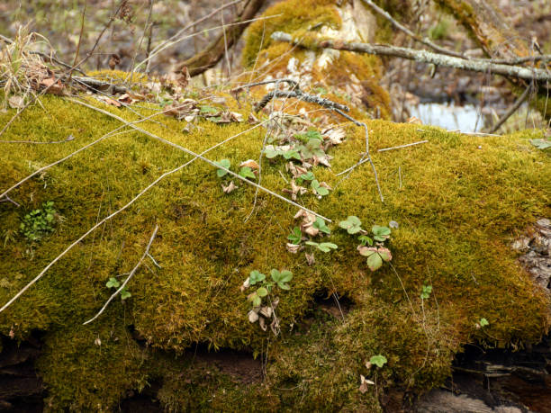 istock fragments of the first spring plant 2205359250