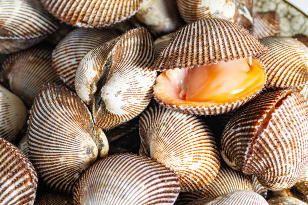 istock Scapharca subcrenata refers to the same ark clam as Anadara kagoshimensis. It can be found in shallow water in temperate parts of the west Pacific Ocean and is cultivated in China, Japan, and Korea 2205361399