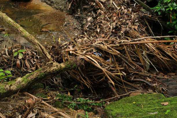 Section of a creek blocked by leaves and branches