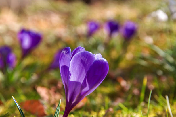 crocus flowers in spring in a small park near the center of Munich