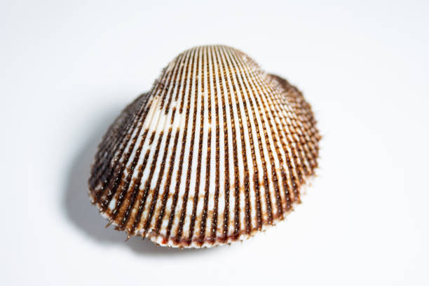 Three sea shells on white background