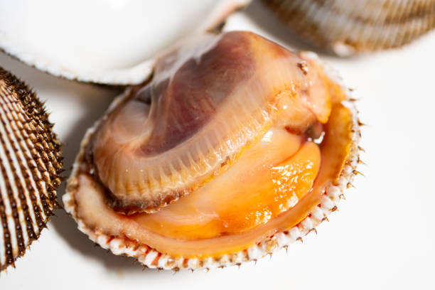 istock Scapharca subcrenata refers to the same ark clam as Anadara kagoshimensis. It can be found in shallow water in temperate parts of the west Pacific Ocean and is cultivated in China, Japan, and Korea 2205363599