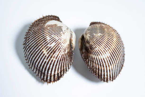 Scapharca subcrenata refers to the same ark clam as Anadara kagoshimensis. It can be found in shallow water in temperate parts of the west Pacific Ocean and is cultivated in China, Japan, and Korea
