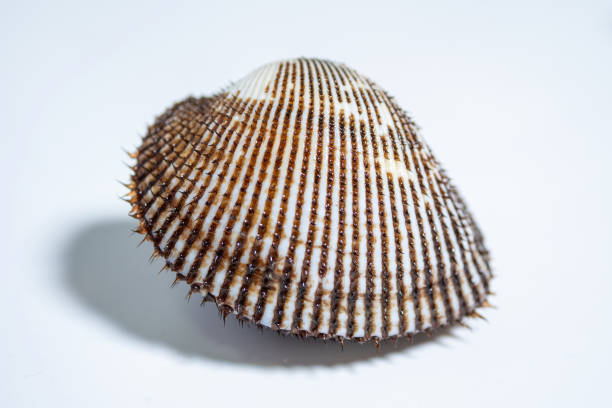 Gold colored sea shell on white background. Horizontal composition with copy space. Front view. Luxury concept.