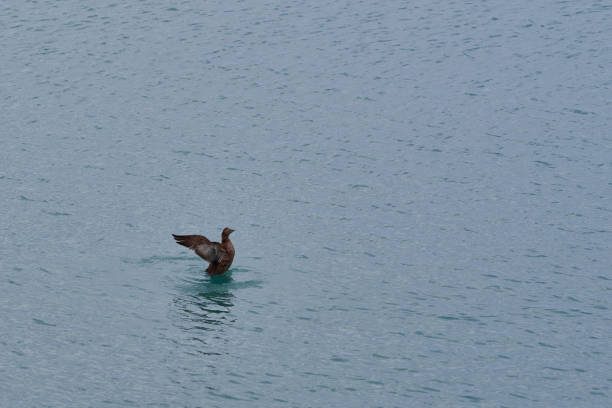 Wild duck is flapping its wings while standing on a lake
