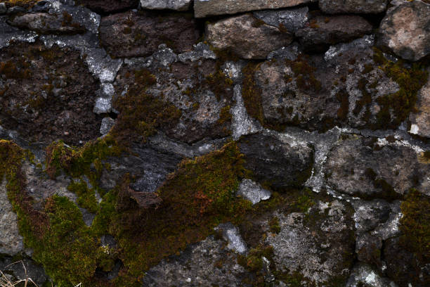 istock Old stone wall covered in green moss texture background 2205365439
