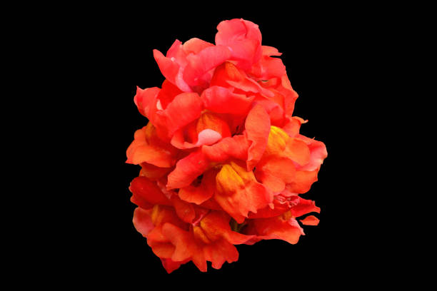 wild flowers