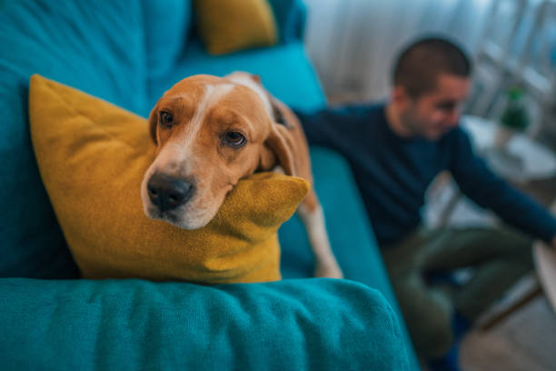 istock A young man sits in his apartment while his loyal beagle is in focus, looking at the camera. Their closeness and serenity create a scene filled with warmth and harmony 2205366083