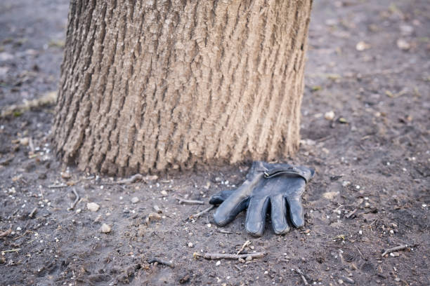 A lost leather glove lies on the ground by a tree. A personal item lost during a walk.