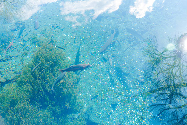 Small fish under the surface of the pond