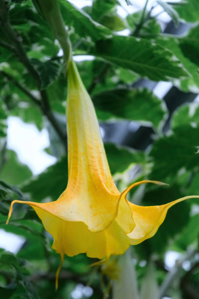 Angel's Trumpet or Brugmansia aurea. No people