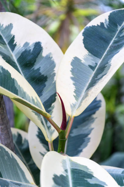 istock Variegated Plant Leaves 2205367091