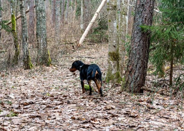 istock spring walk with a dog in the forest, bare trees, nature without greenery, the ground is covered with dry tree leaves 2205370064