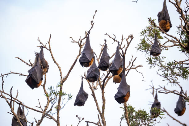 istock Flying foxes (Pteropus spp.) roosting in their tree canopy, isolated against a white background 2205371133