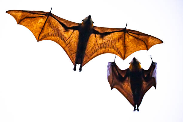The flying fox (Pteropus spp.) glides through the sky with its expansive wings fully extended, revealing the intricate details of its translucent wing membranes as sunlight filters through. The bat's silhouette stands out against the white background, showcasing its impressive wingspan and sharp claws.