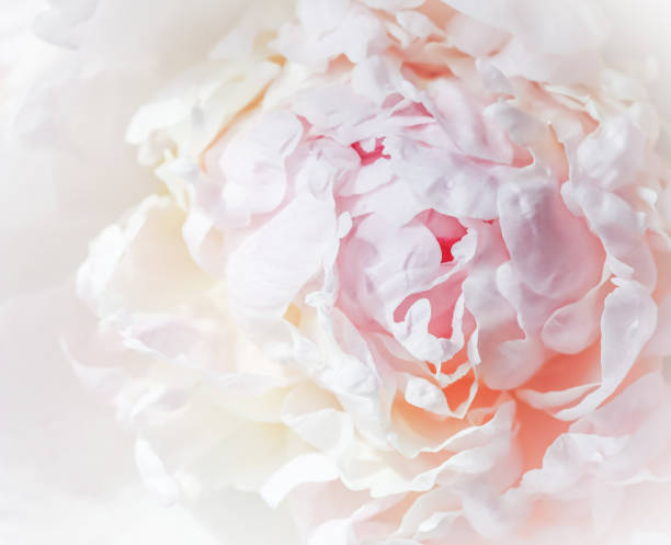 istock White pink peony petals. Soft focus. Abstract floral background for holiday design 2205371313