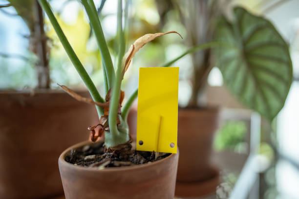 istock Yellow sticky trap closeup closeup. Flypaper for Sciaridae. Insect pest control. 2205371375