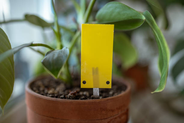 istock Yellow sticky trap closeup closeup. Flypaper for Sciaridae. Insect pest control. 2205371409