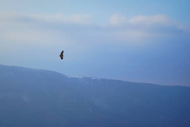 Dagestan, eagle flutters over Sulak Canyon
