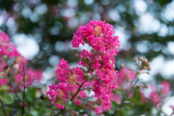 summer flower