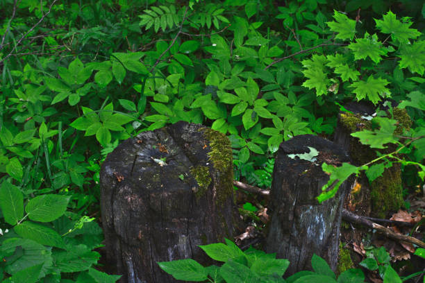 istock Stumps and green foliage in a vibrant forest 2205374855