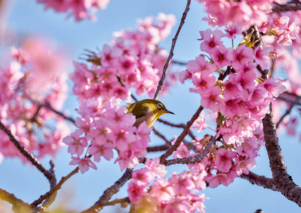 istock A white-tailed bunting pecks at a Kawazu cherry tree under blue skies. 2205374864