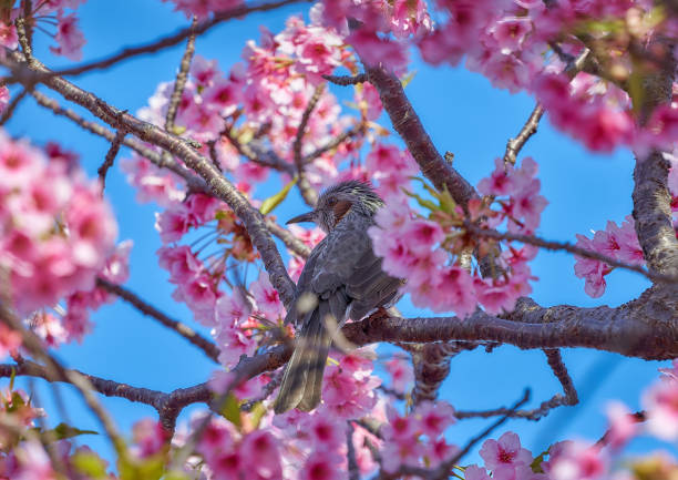 A daisy pecks at a kawazu cherry under blue skies.